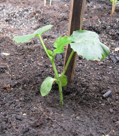 夏野菜の苗植えとひまわりの種まき