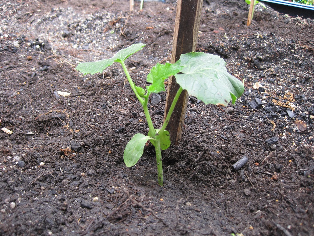 ひまわり の 種 植え 方 ひまわりの種の取り方と保存方法は 種の食べ方 栄養や効果効能も