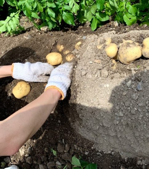 5月 菱野幼稚園 5月 菱野幼稚園